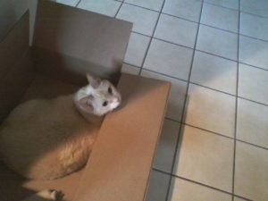 Box Kitty